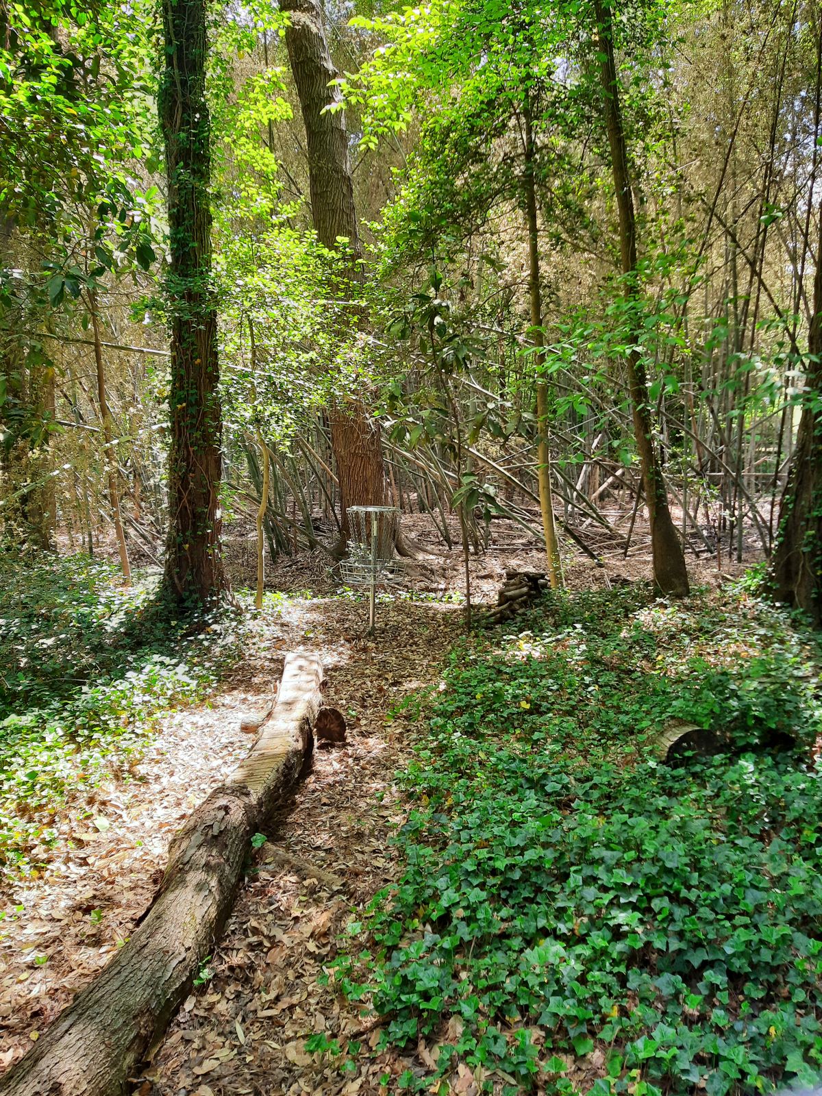 Hole 8 Green