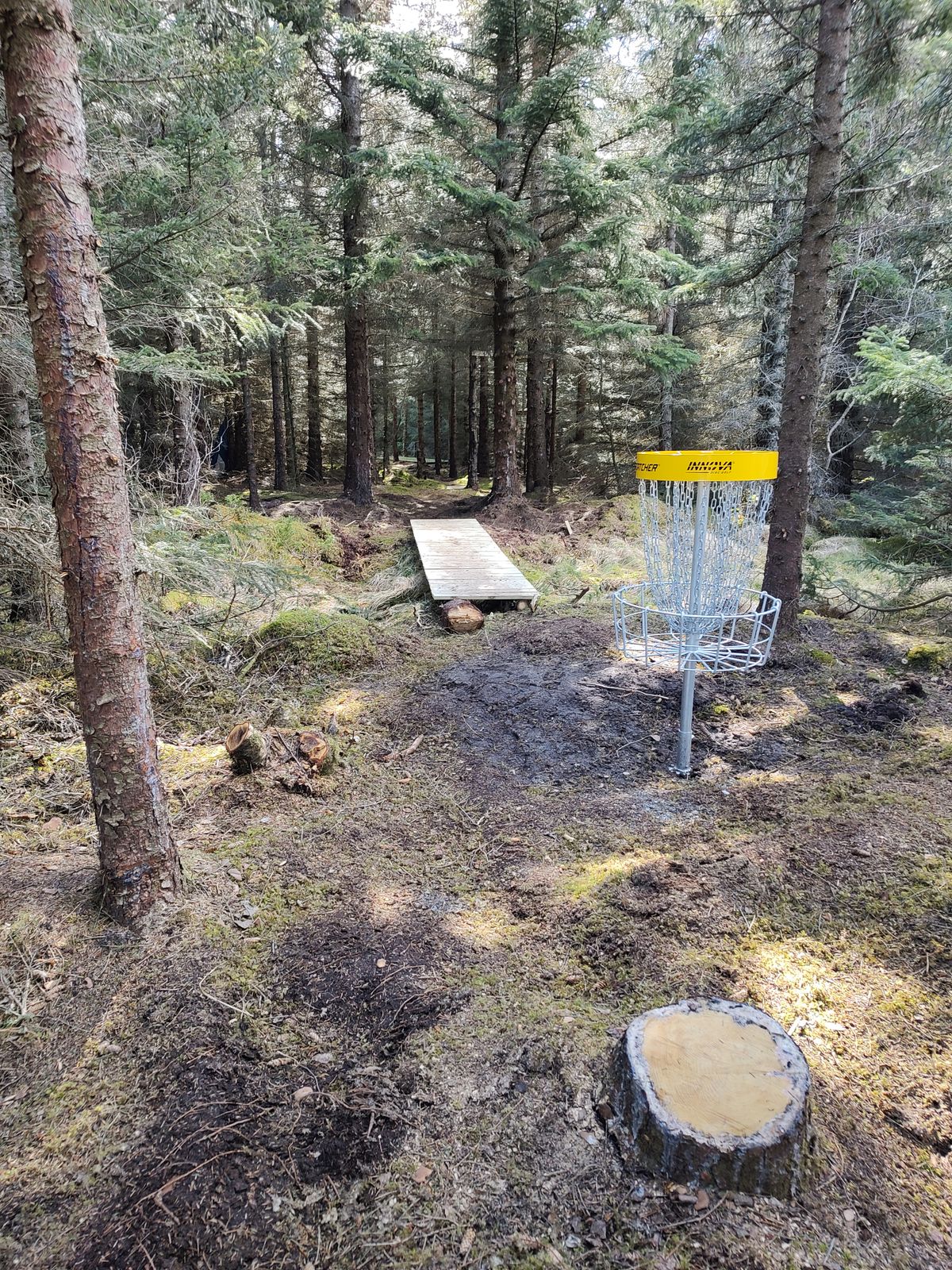 Hull 14 er et tunnelskudd inn i skogen. Her er bilde med veien videre mot hull 15.