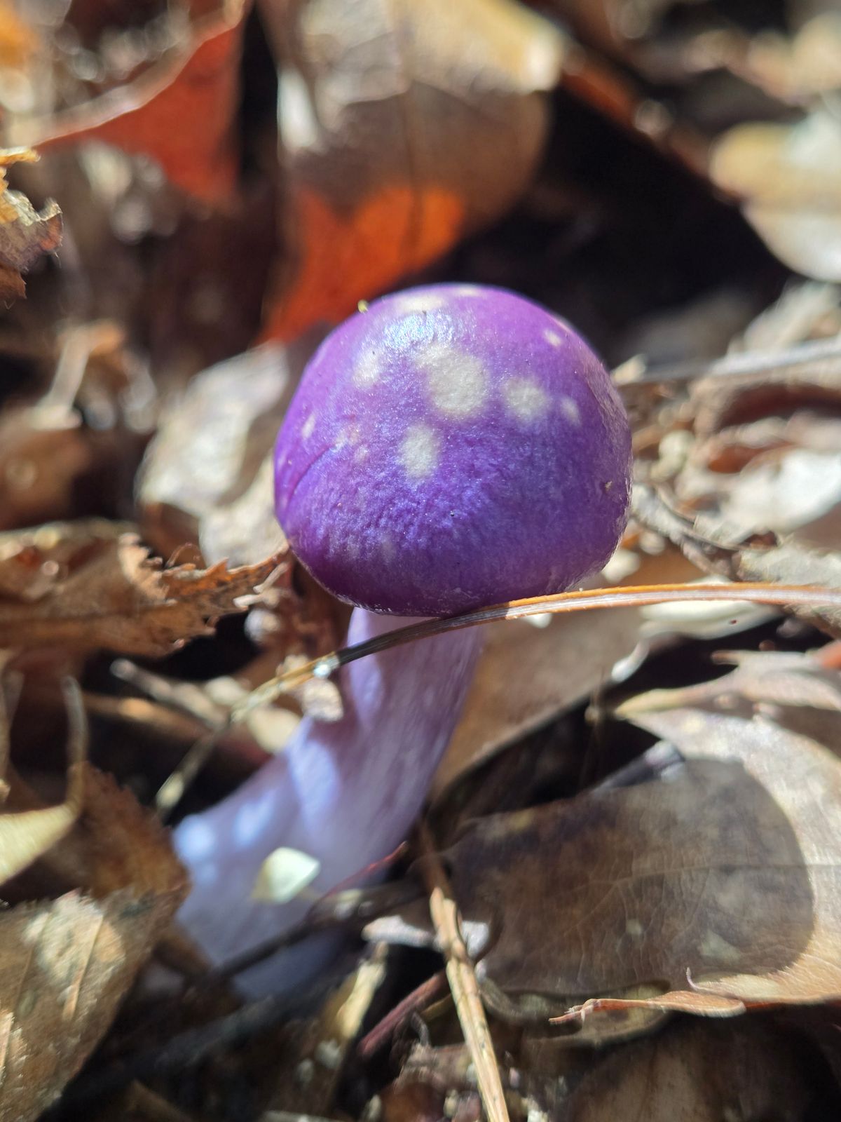Found many mushrooms on the course but this one was the cutest 😍