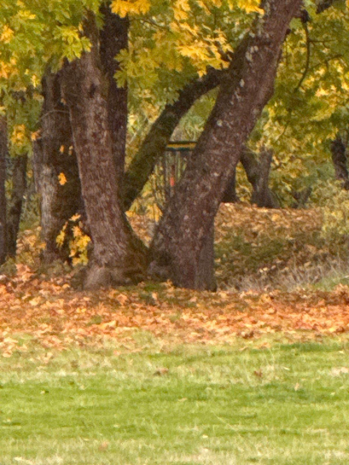 Hole 12 new basket location behind group of trees on the right 275’ from Tee.