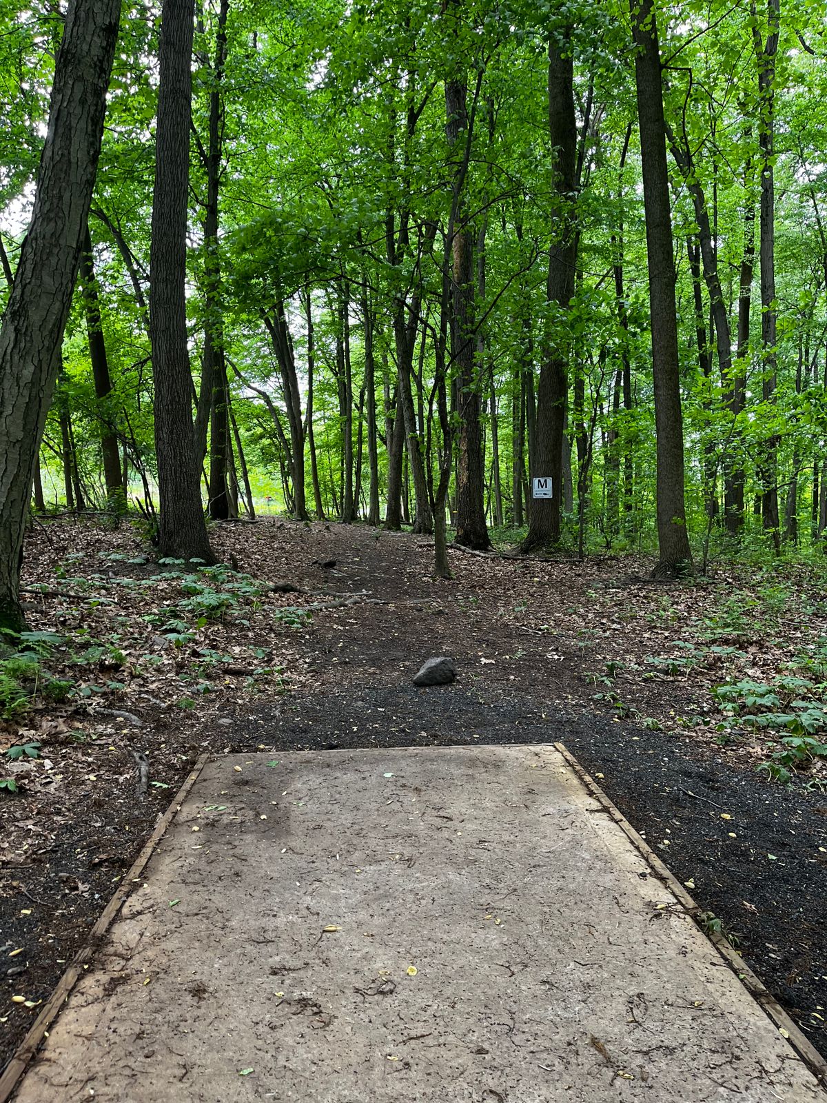Hole 5 tee