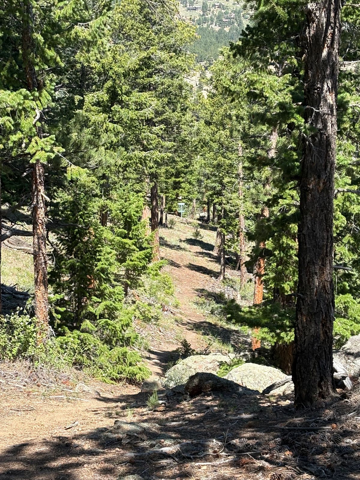 Hole 15; downhill tunnel fairway