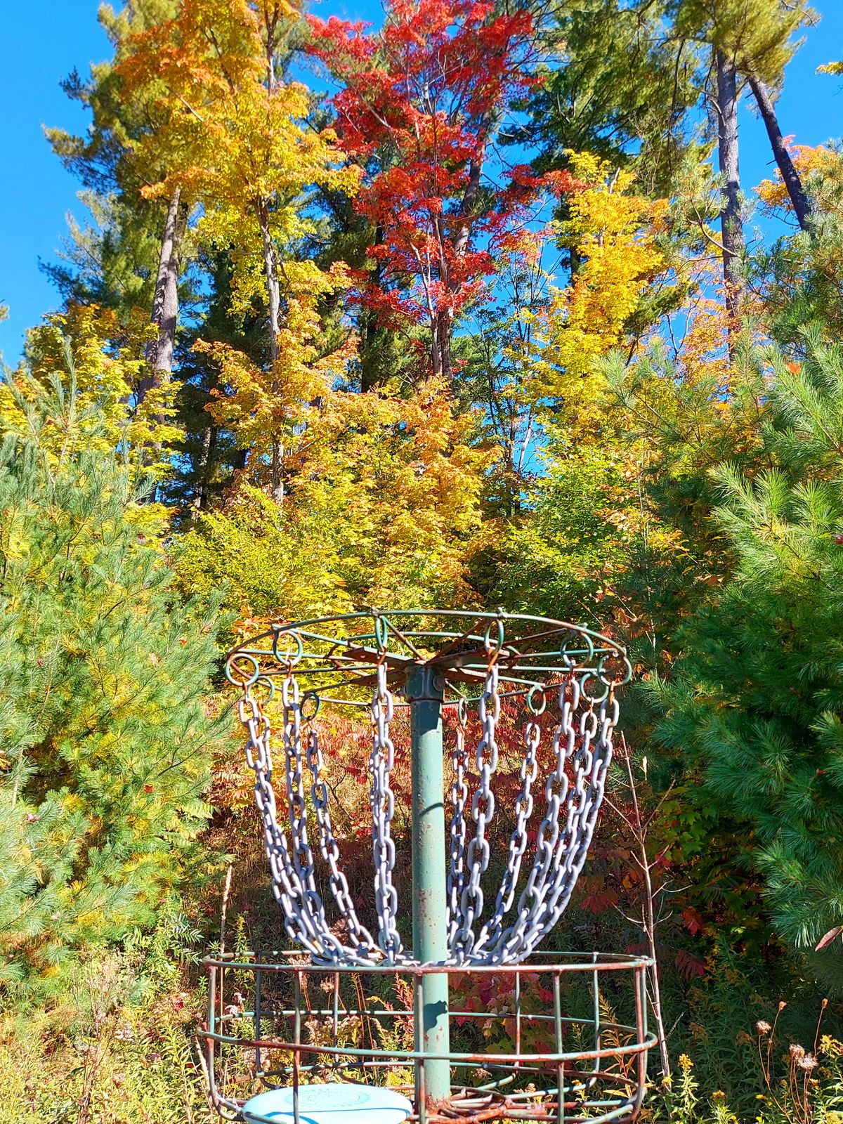 Putting on hole 4 🍁 🍂 🍃 🍂 ☘️ 🍁
