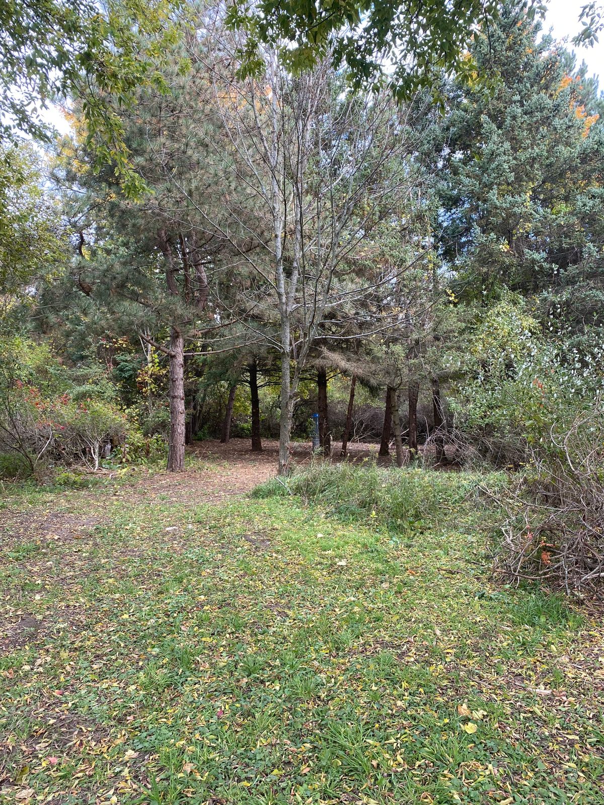 Hole 4 View of basket from up fairway