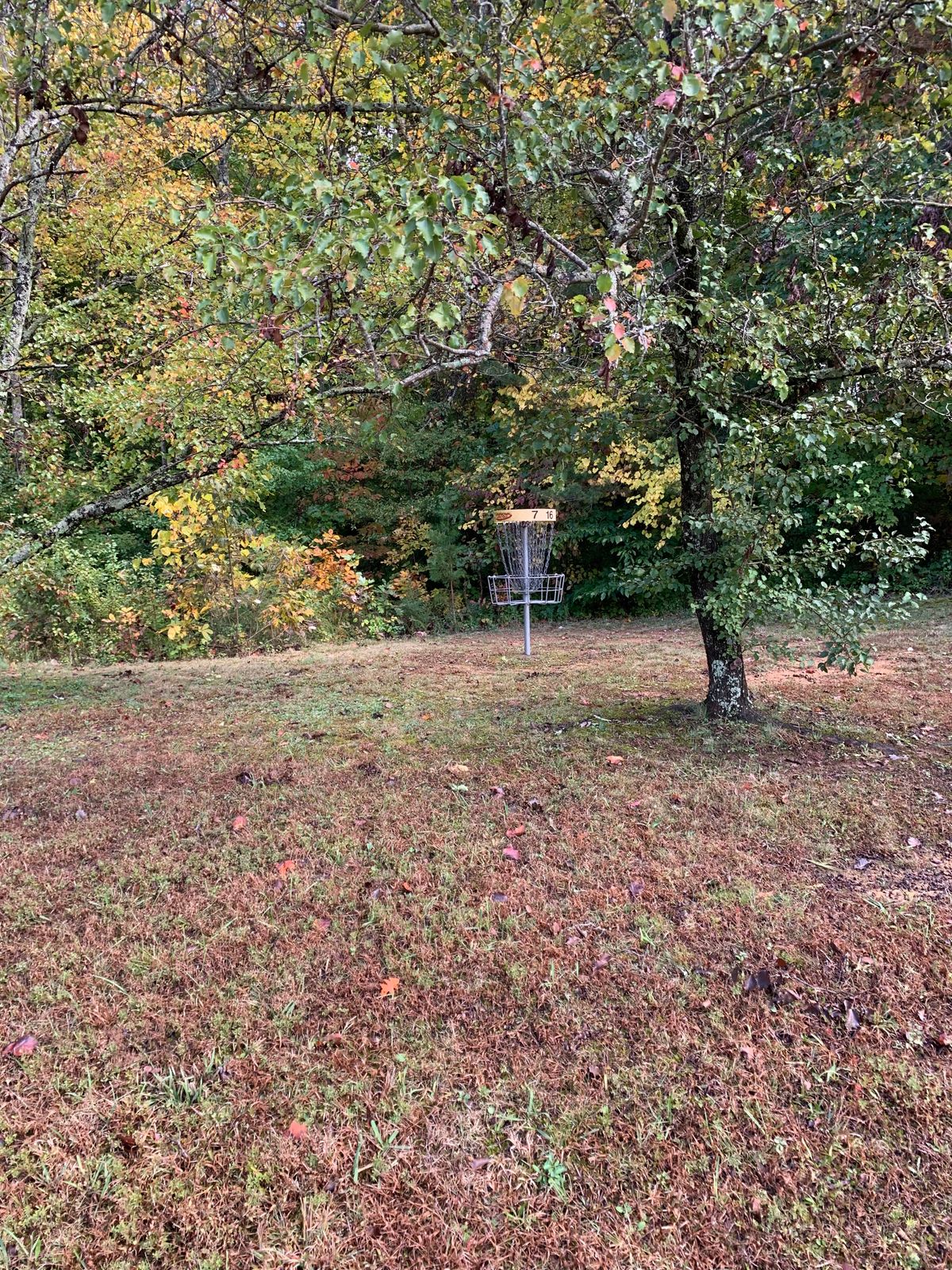 Hole 7 Basket