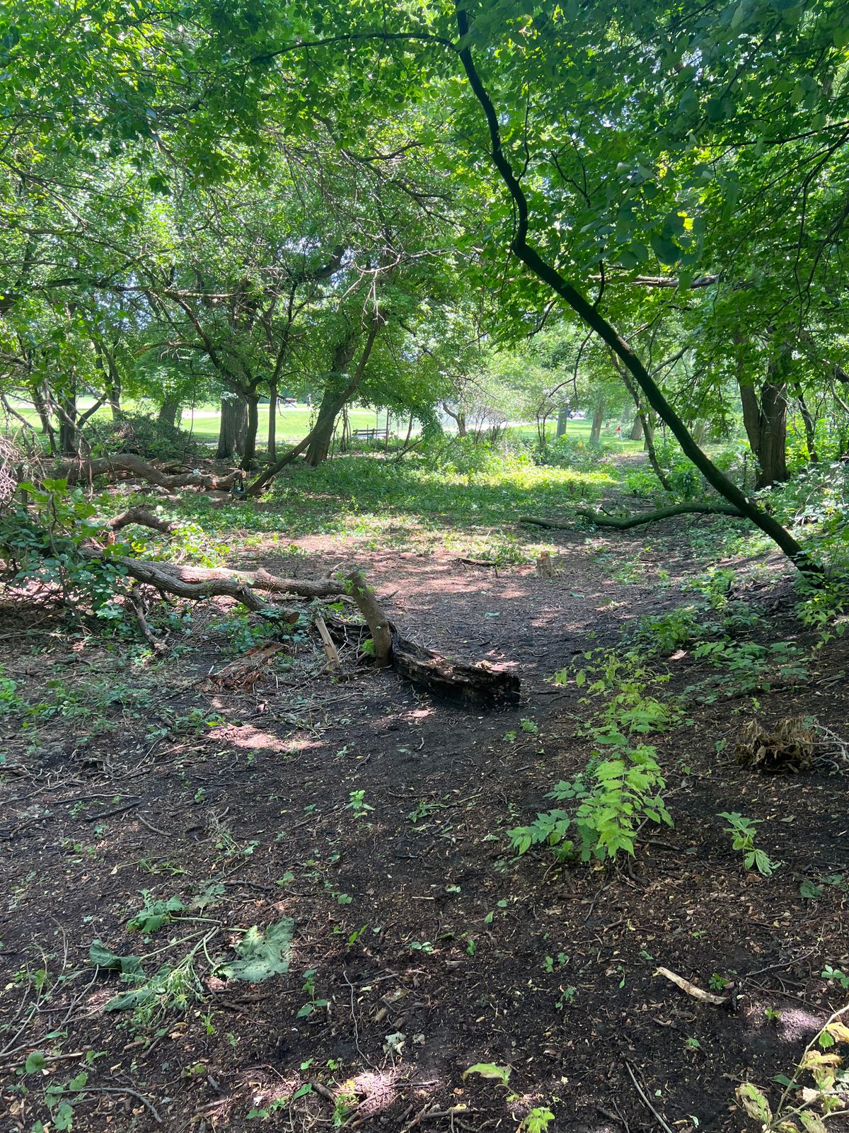 Hole 11 garbage removed