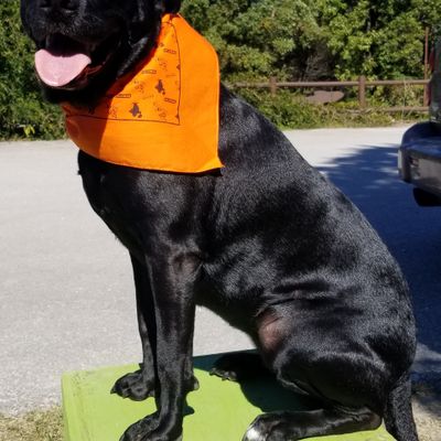 Diskey The Wonder Dog is your Hero Disc Pro. Stop by and meet 2 x Show me State Champion Senior Disc Dog Team Russ and Diskey!