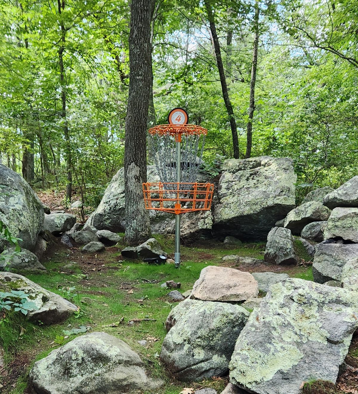 No. 4's basket, greening up nicely!