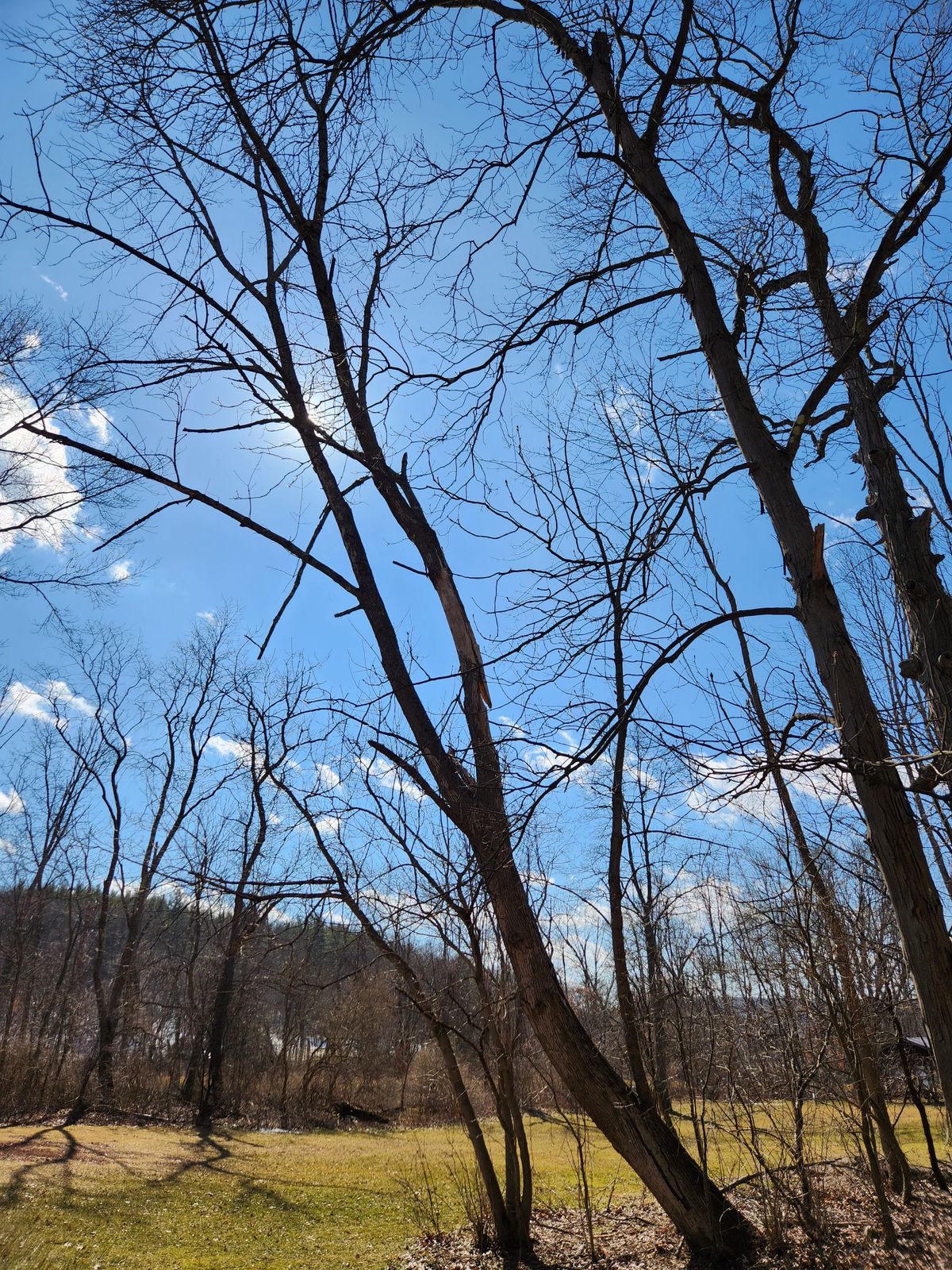 Mando tree on hole 1, split on the right fork, potentially going to fall into play