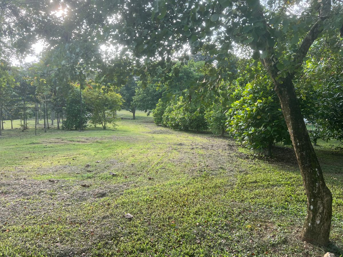 Hole 4 from dogleg - looking back towards tee.