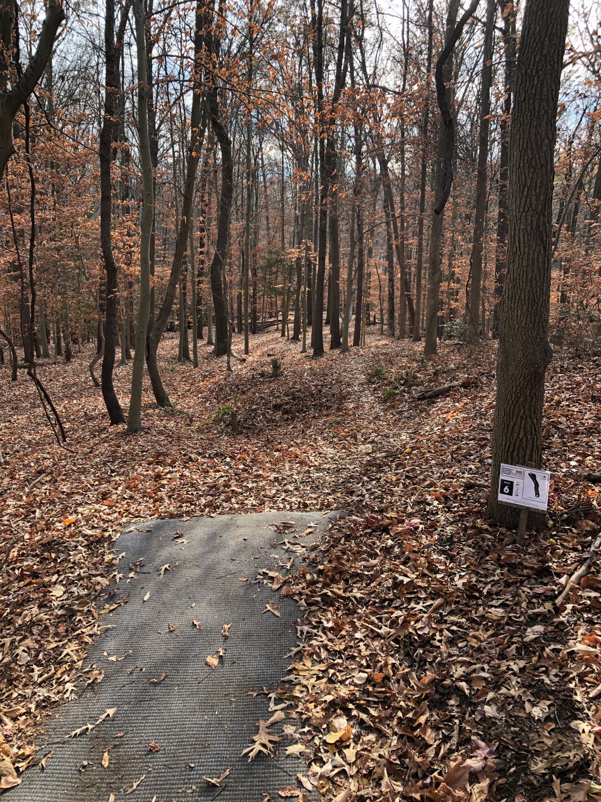 Hole 6 tee