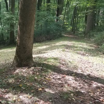 #8. View of hole 8 green