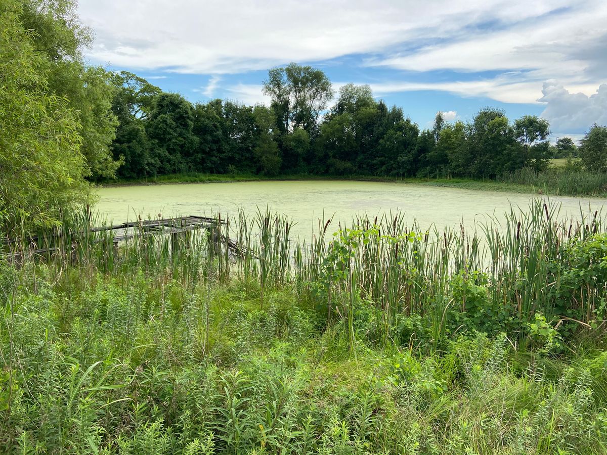 Mossy pond surrounded by vegetation - easy to lose discs
