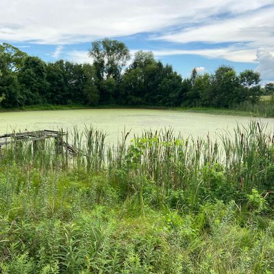 Mossy pond surrounded by vegetation - easy to lose discs
