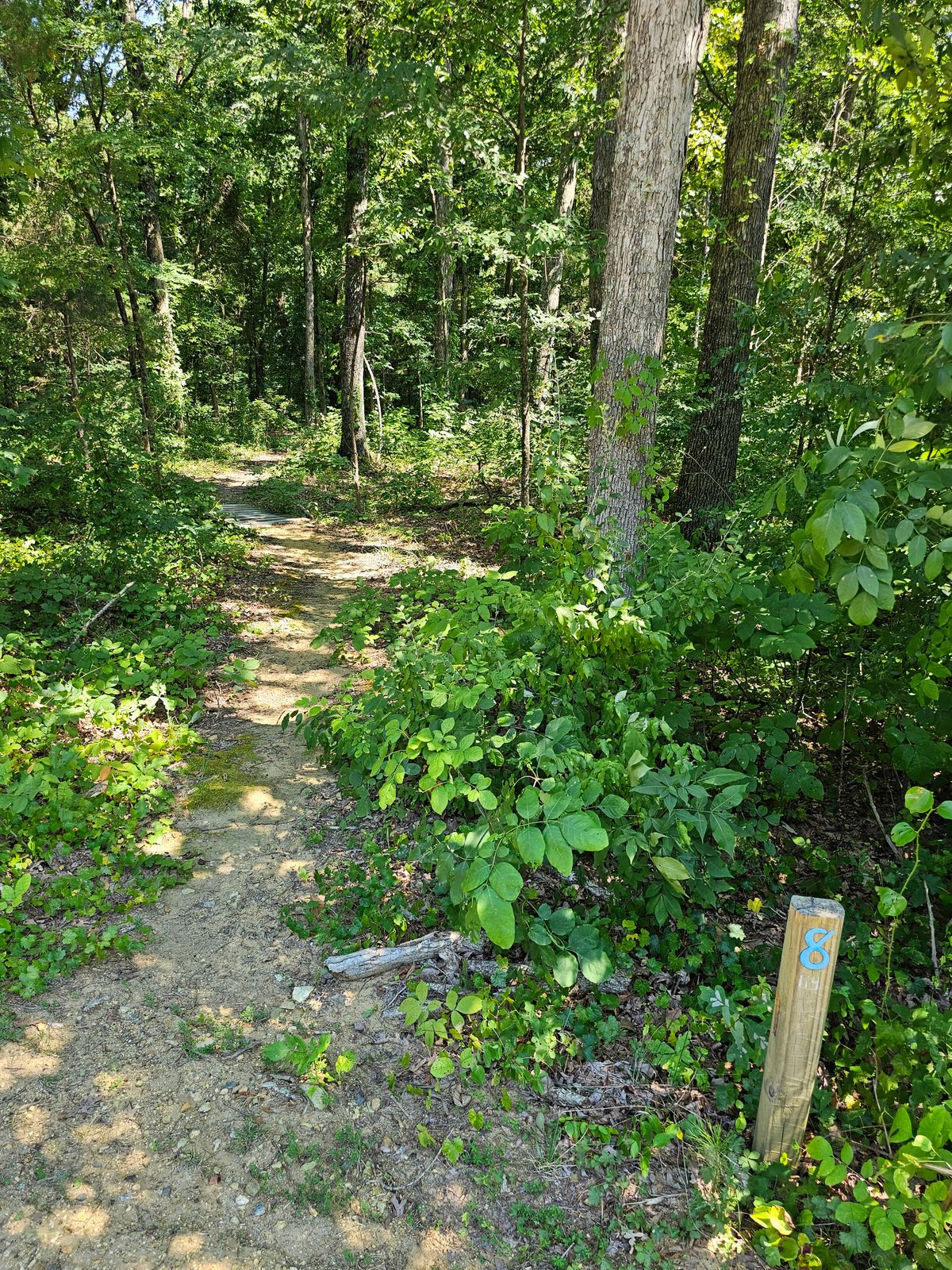 Hole 8