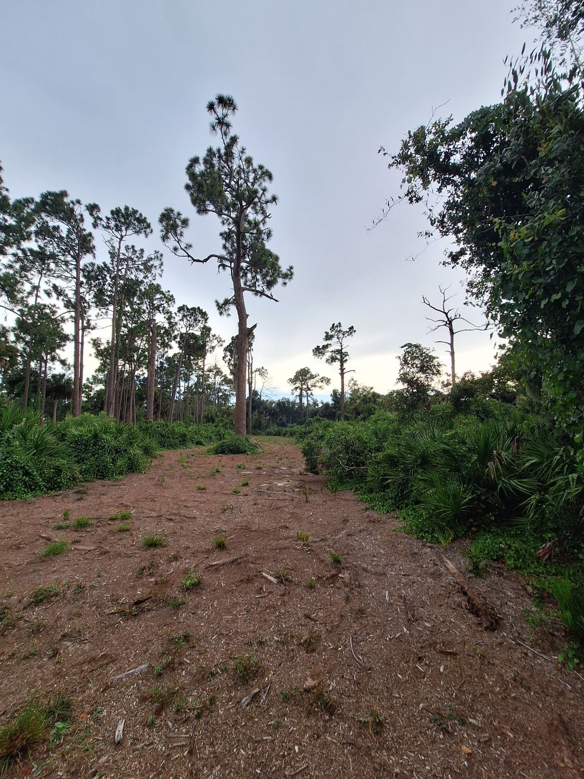 Hole 4 fairwa,  looking from pin location back down the fairway