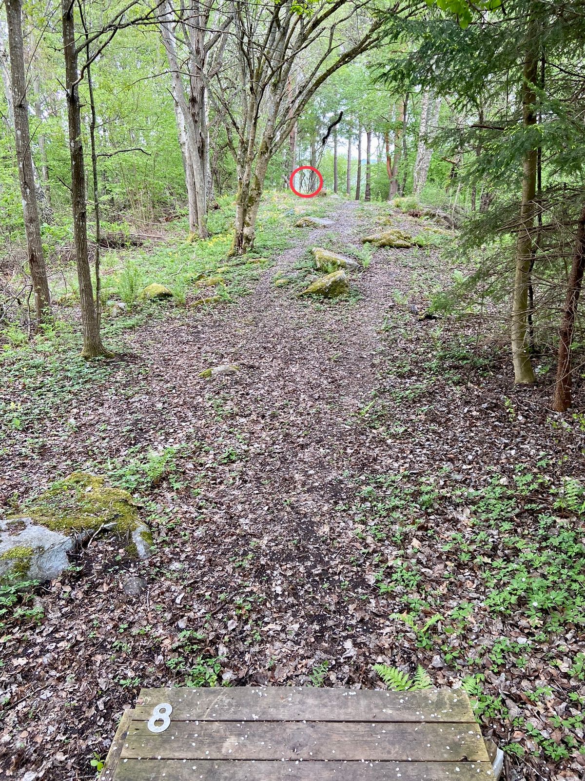 8. Rakt fram mot vattnet. Svag dogleg vänster. Korgen syns lite mellan träden.