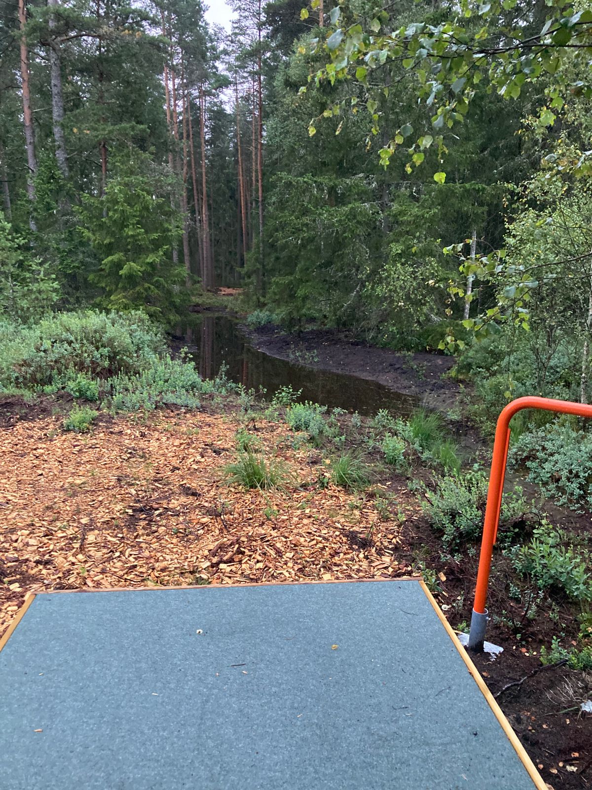 Från orange tee på hål 4. Tajt gap mellan granarna