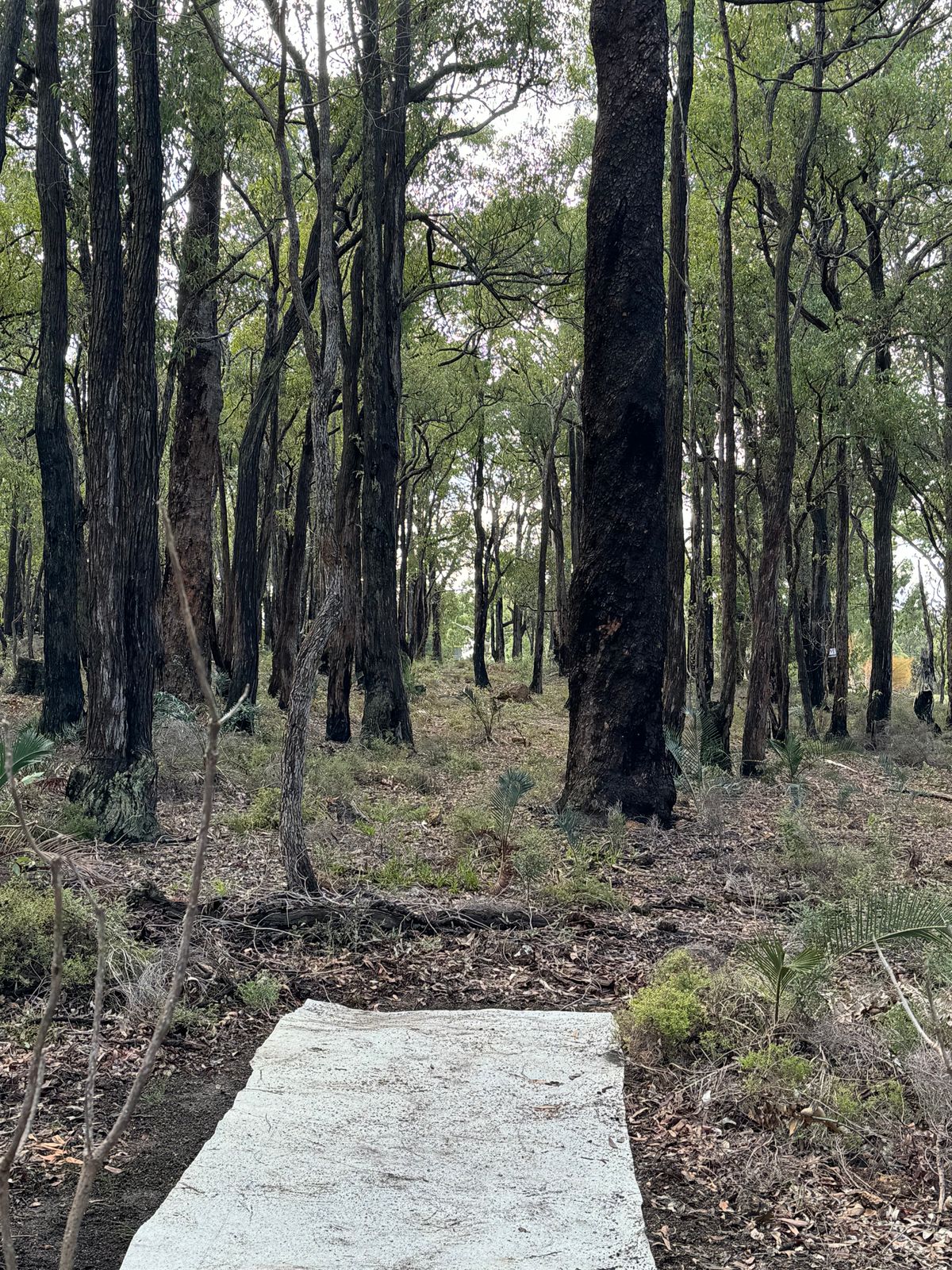 Hole 9 Orange