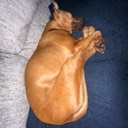 slinkydog