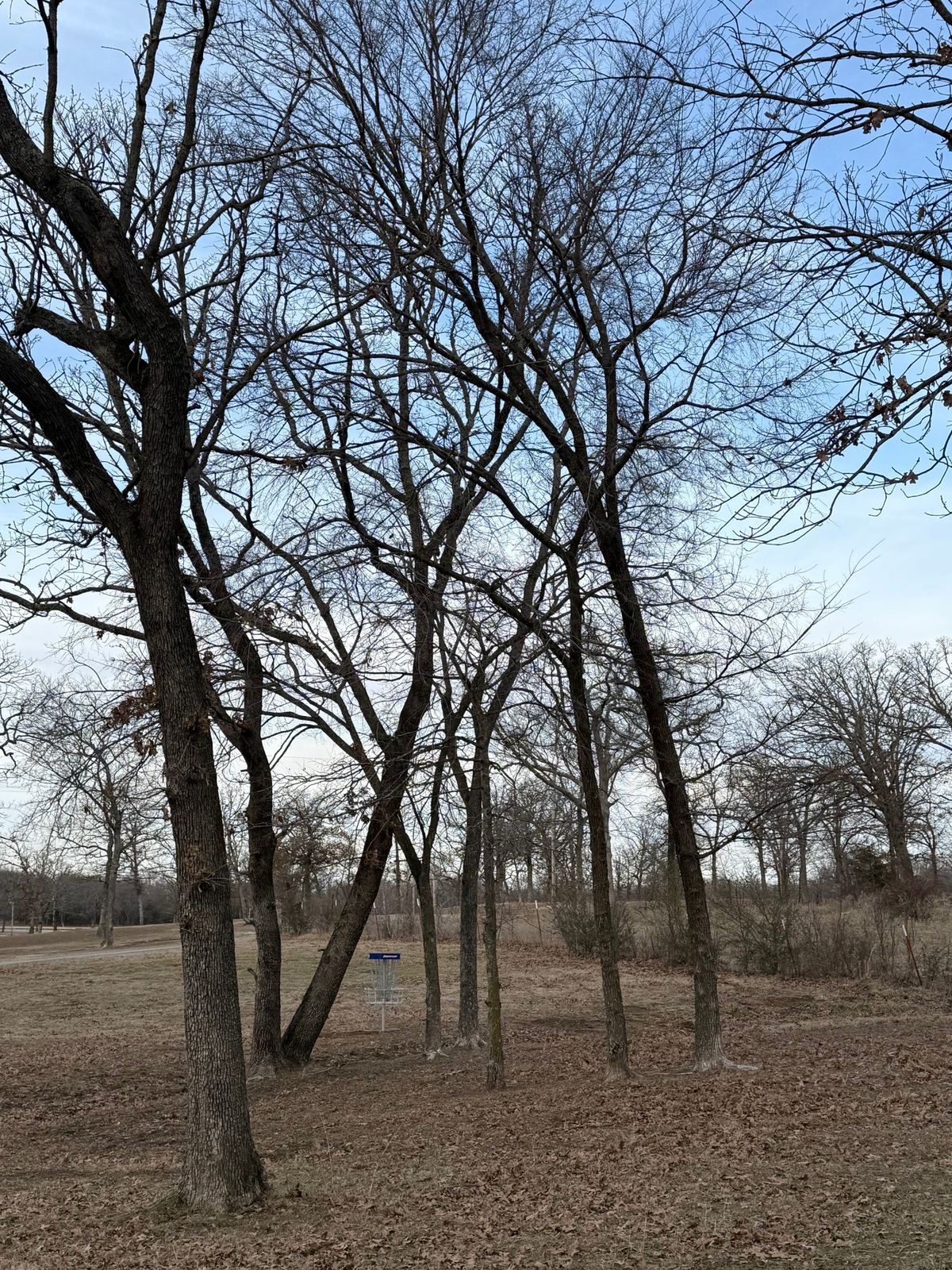 Hole 6 (Shorts) Basket