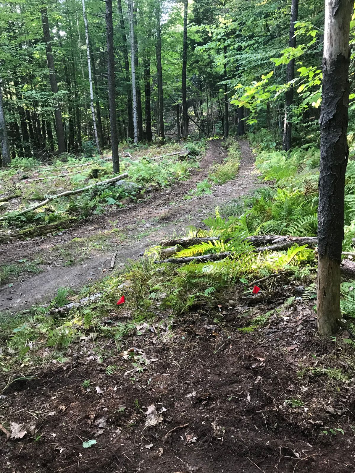 Hole 1, short tee