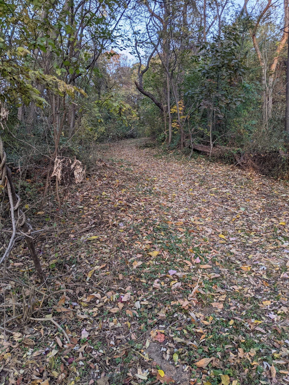 Hole 7, snakes up an old driving path it seems with thorn bushes and brush along both sides