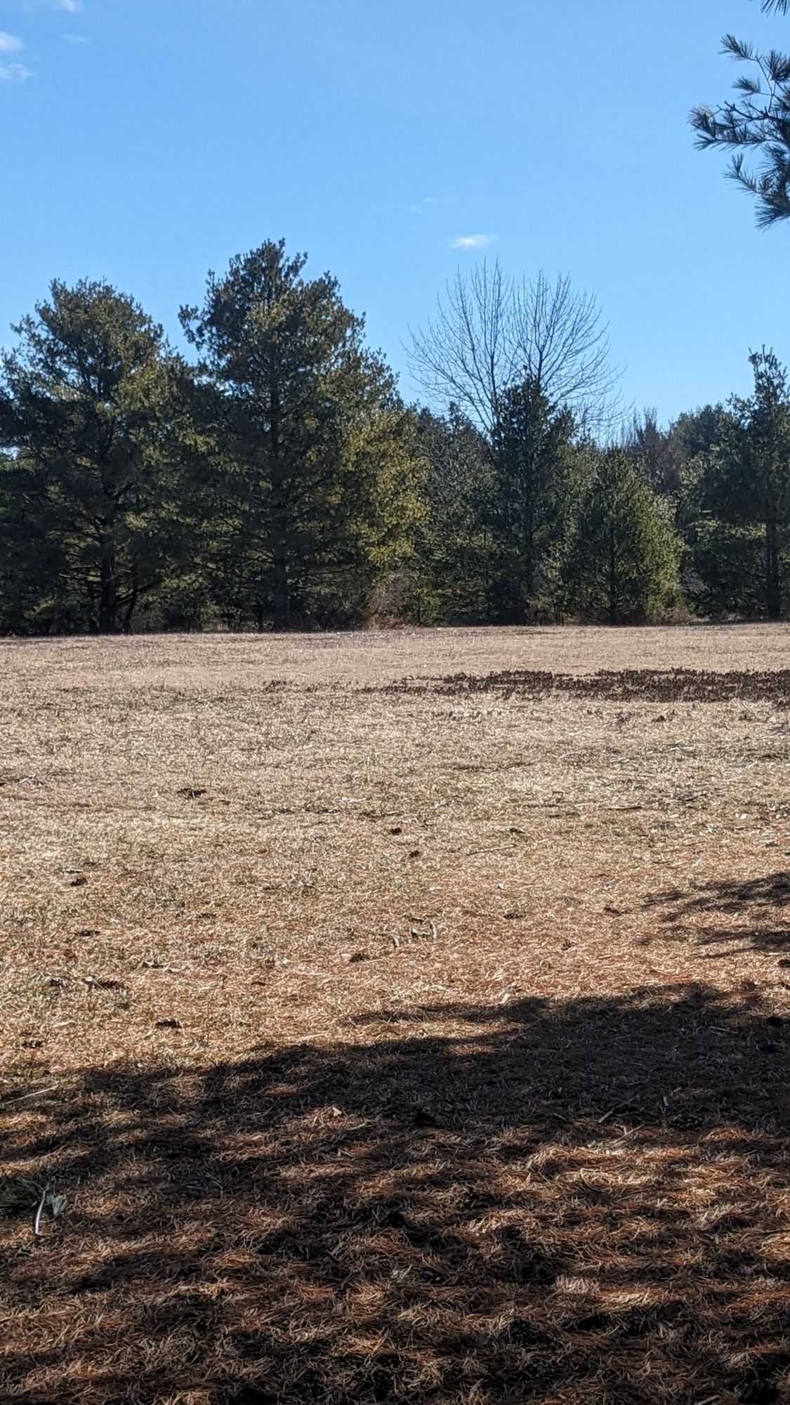 Hole 6-wide open beginning fairway then pick gap around white pine trees