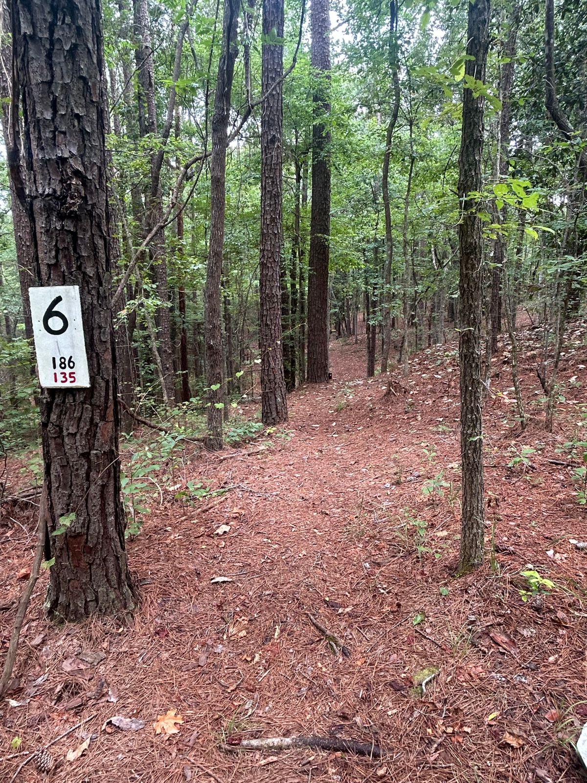 Hole 6 long tight fairway. It was fun!