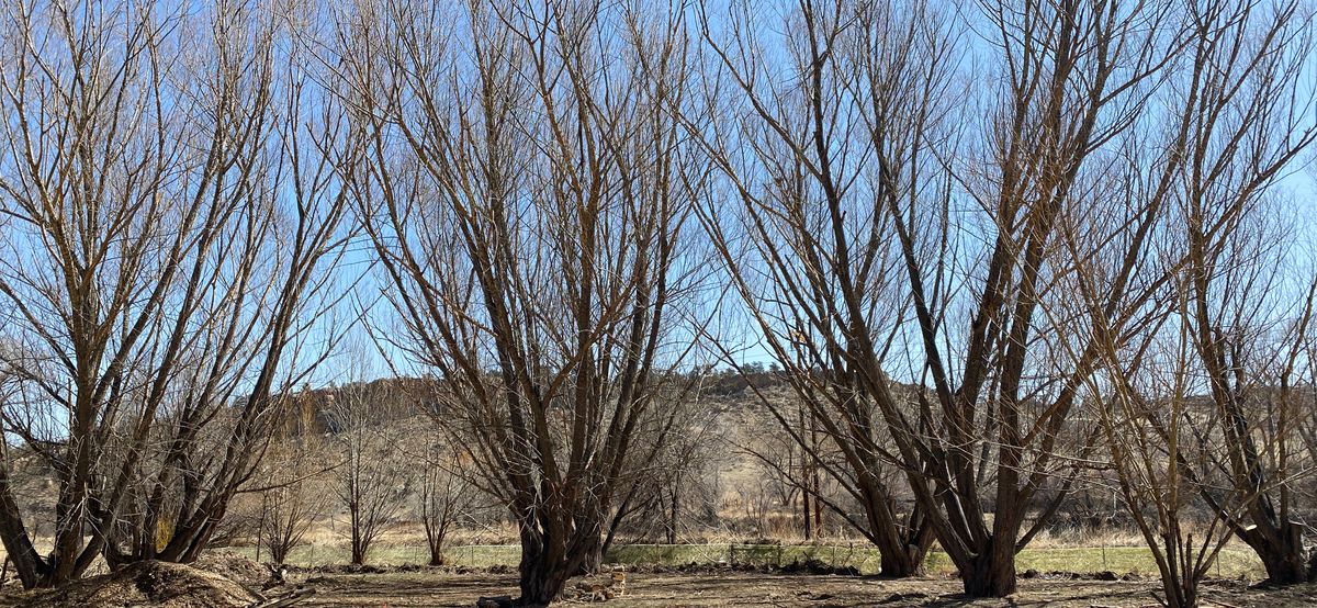 Our treasured WILLOWS, the inspiration of our name…such beautiful landscapes