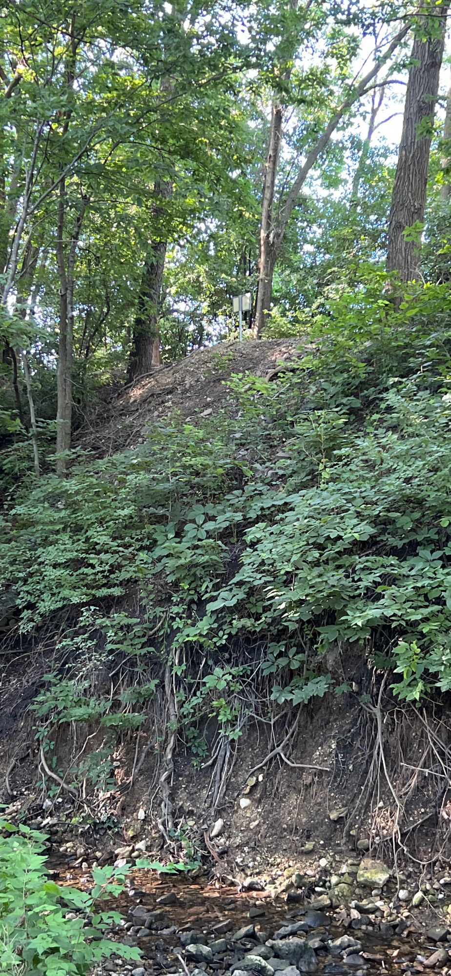 Hole 6 - looking back at tee pad (white sign) - June 2024