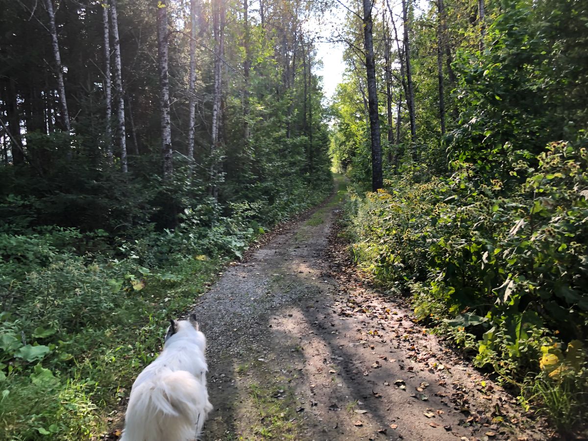 Road to 5 tee box