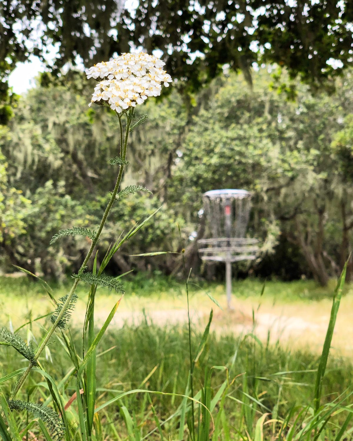 Hole 7's basket.