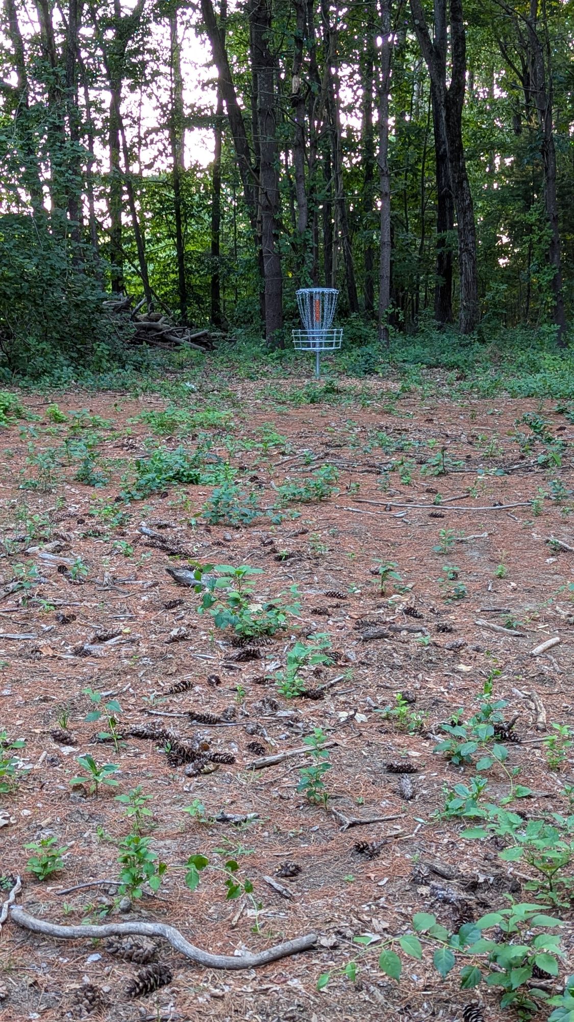 Hole 17 basket, circle 2