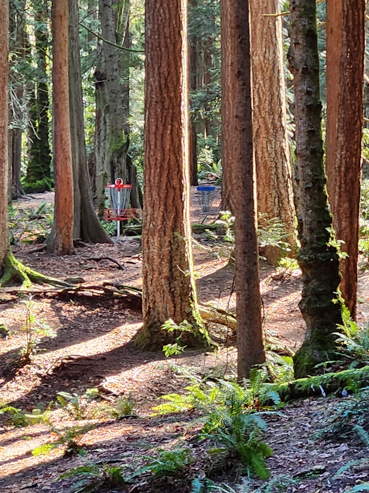 Hole 6 - Green