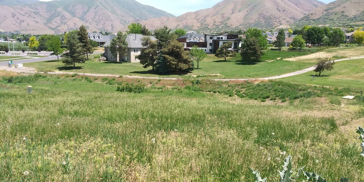 The hill still has lots of weeds.