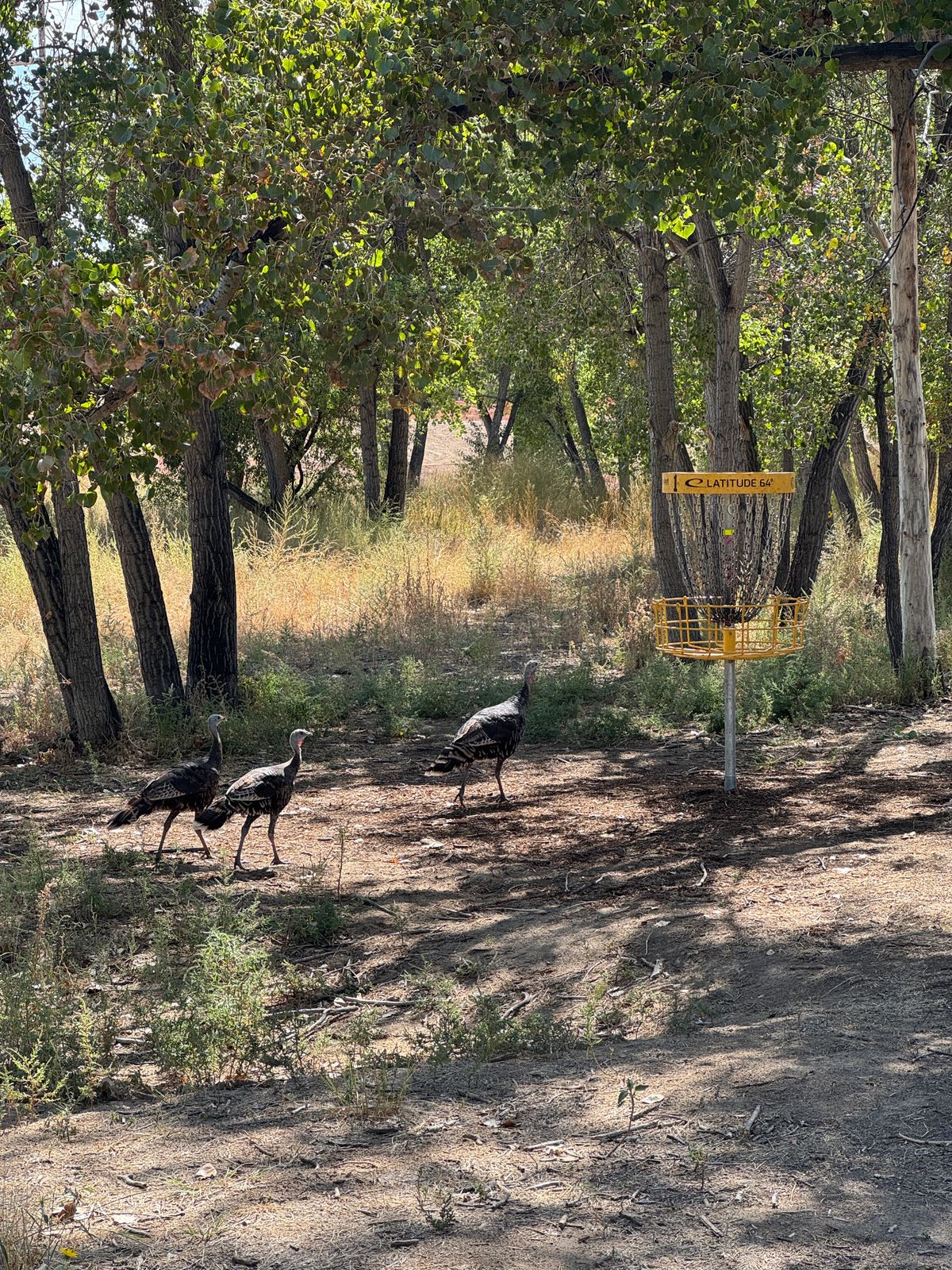 Resident turkey family on #10 Alt - third day in a row I have seen them on the back 9