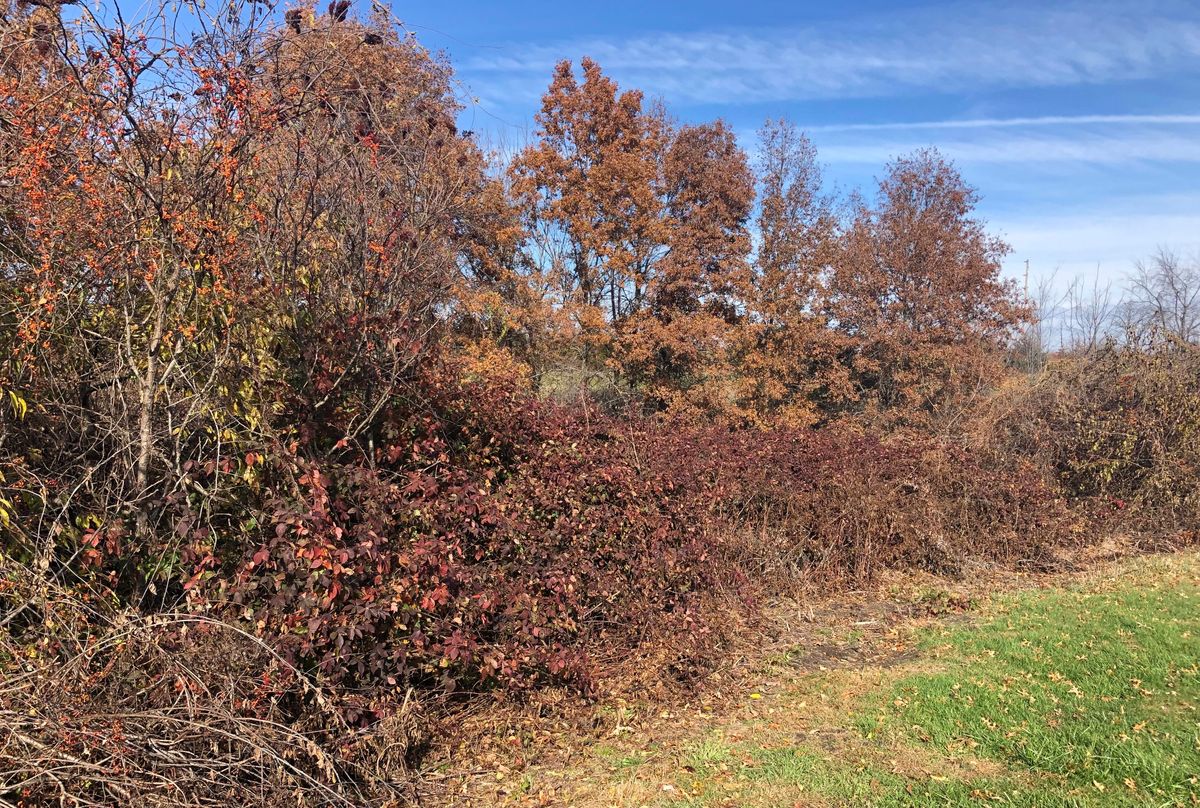 Very dense sticker bush rough. Bring a machete if you fade out on this hole.