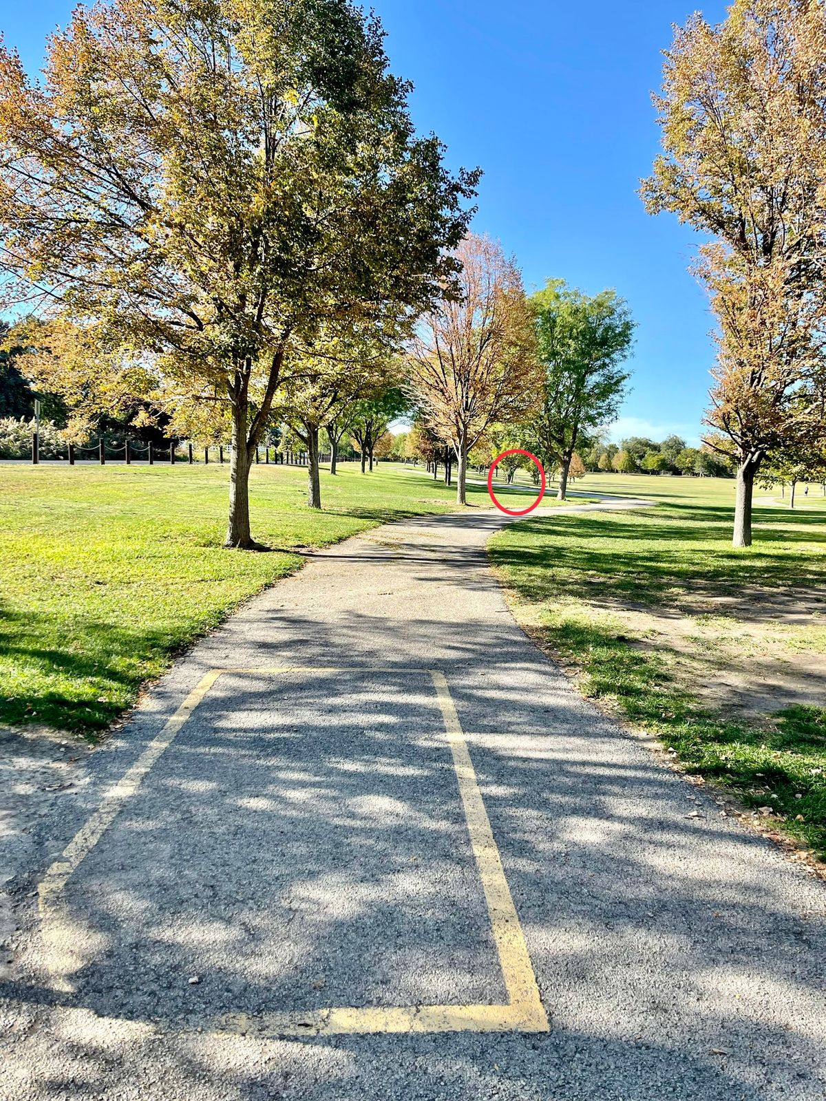 Hole 6 Long Basket