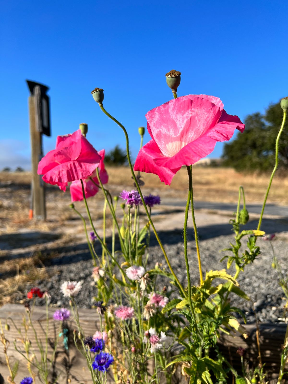The wildflowers on this tee pad are gorgeous!