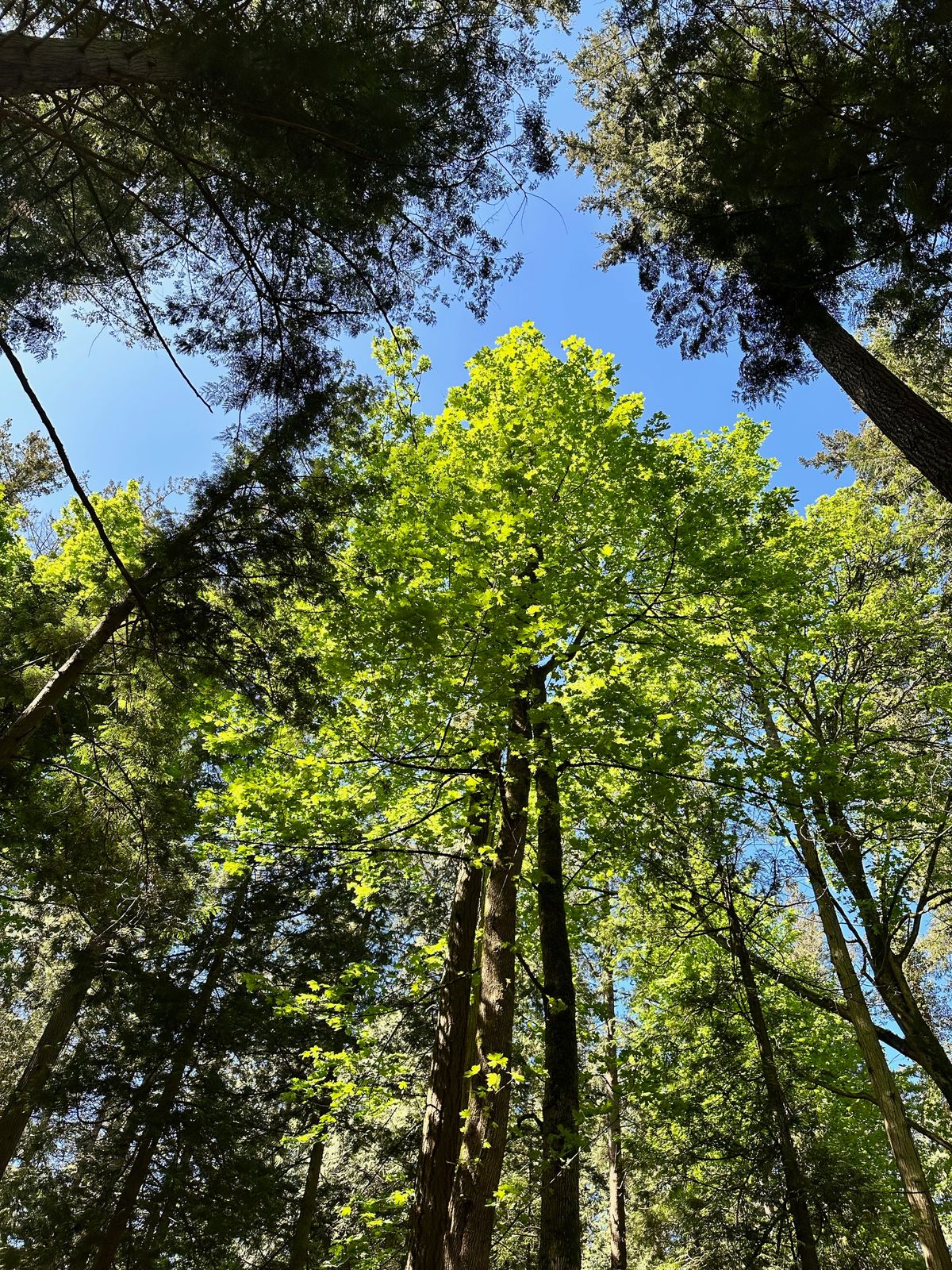 Beautiful forested course.
