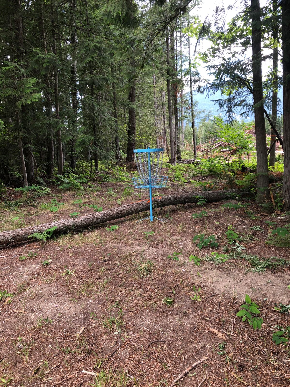 Hole 18 basket.