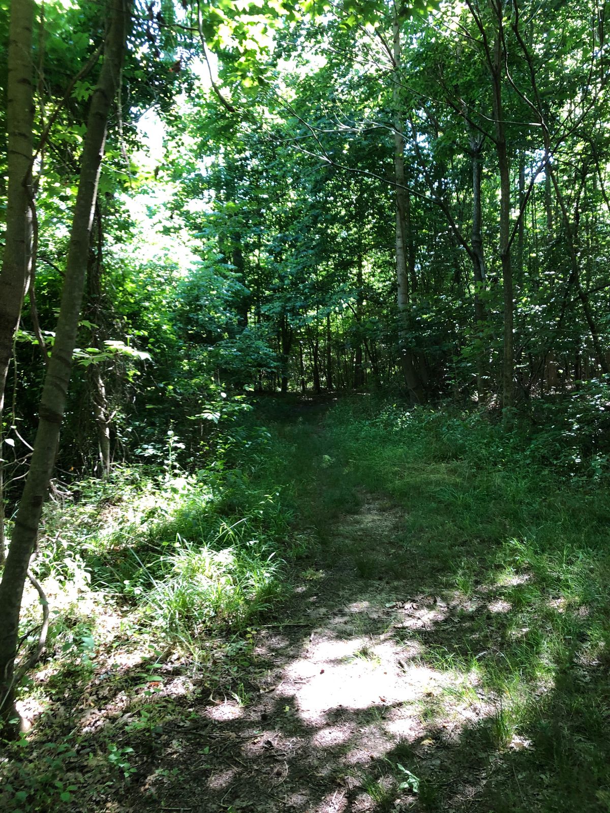 Left path to 6th tee