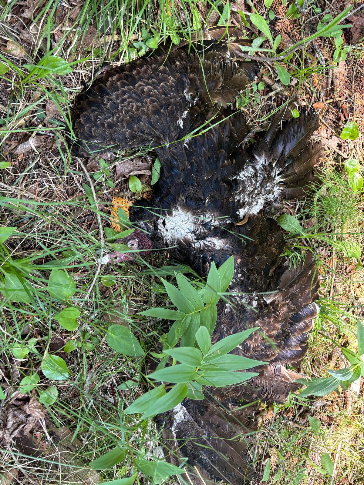Near 3s basket late June 2025