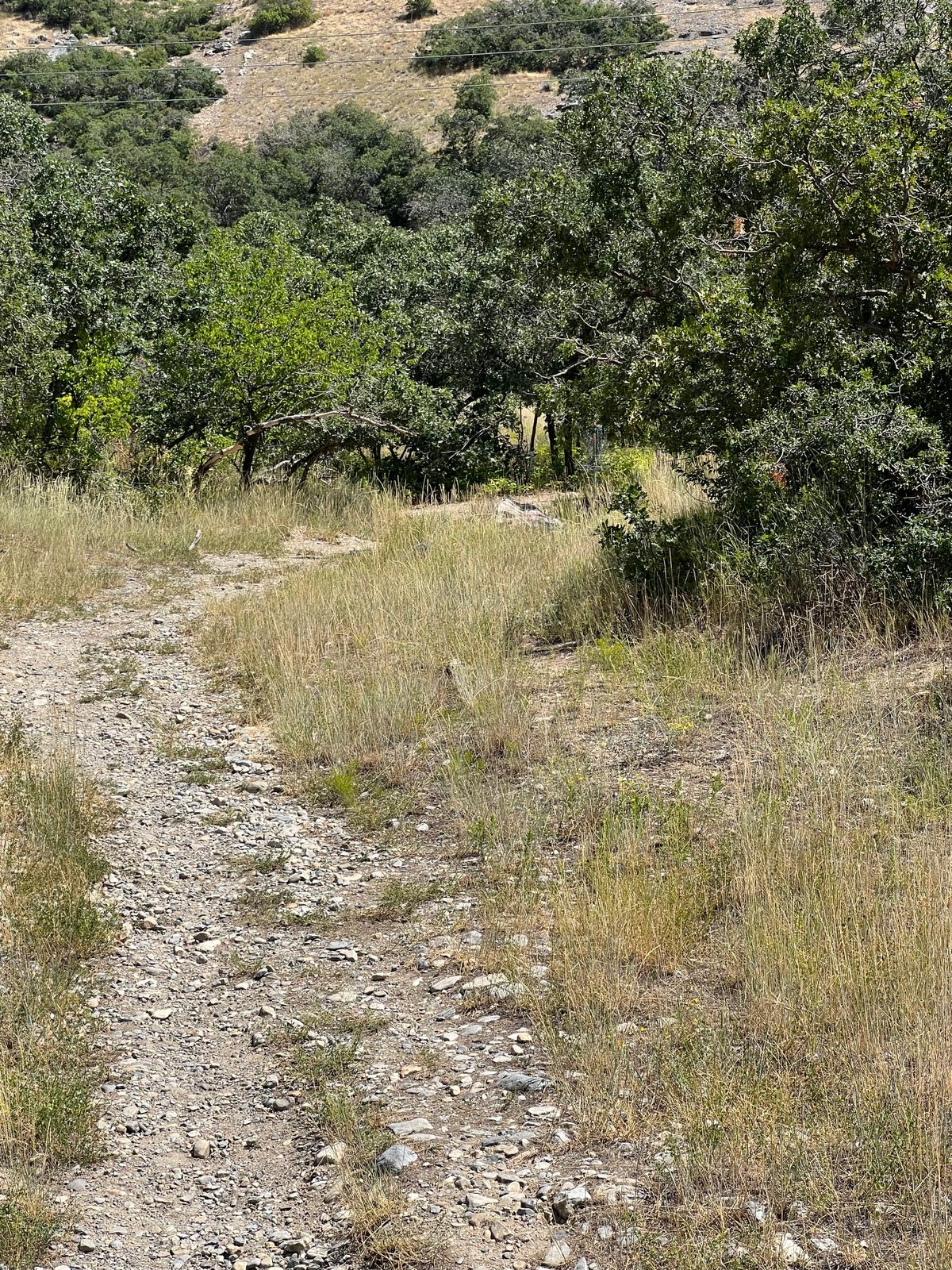 H1