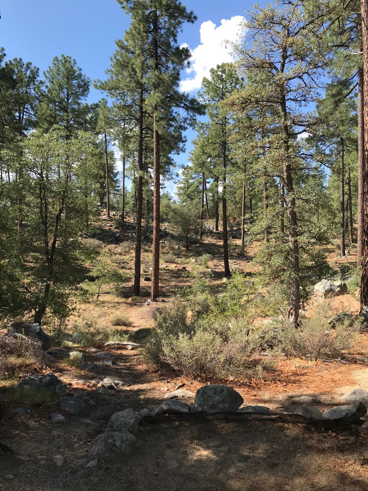 Tee 11