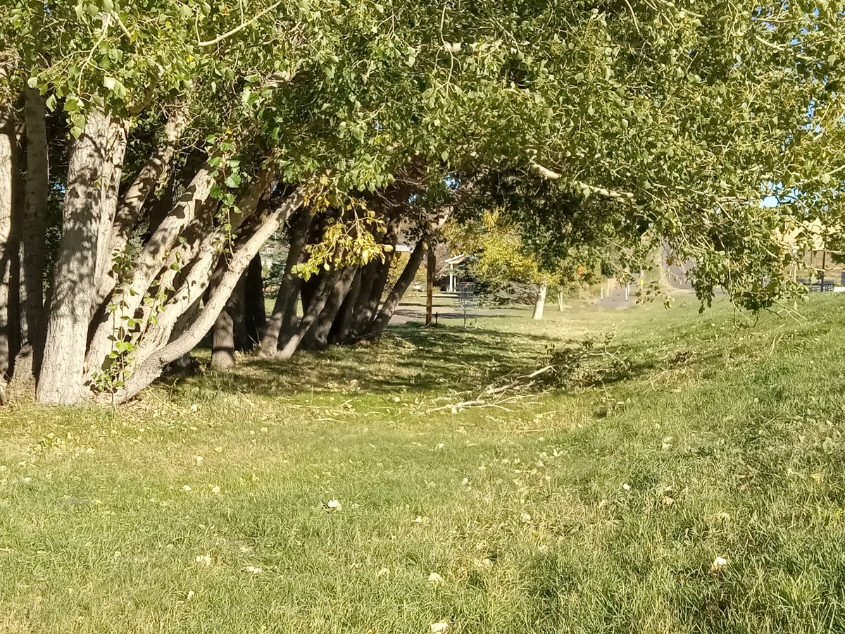 Tree line and hole 10 basket.