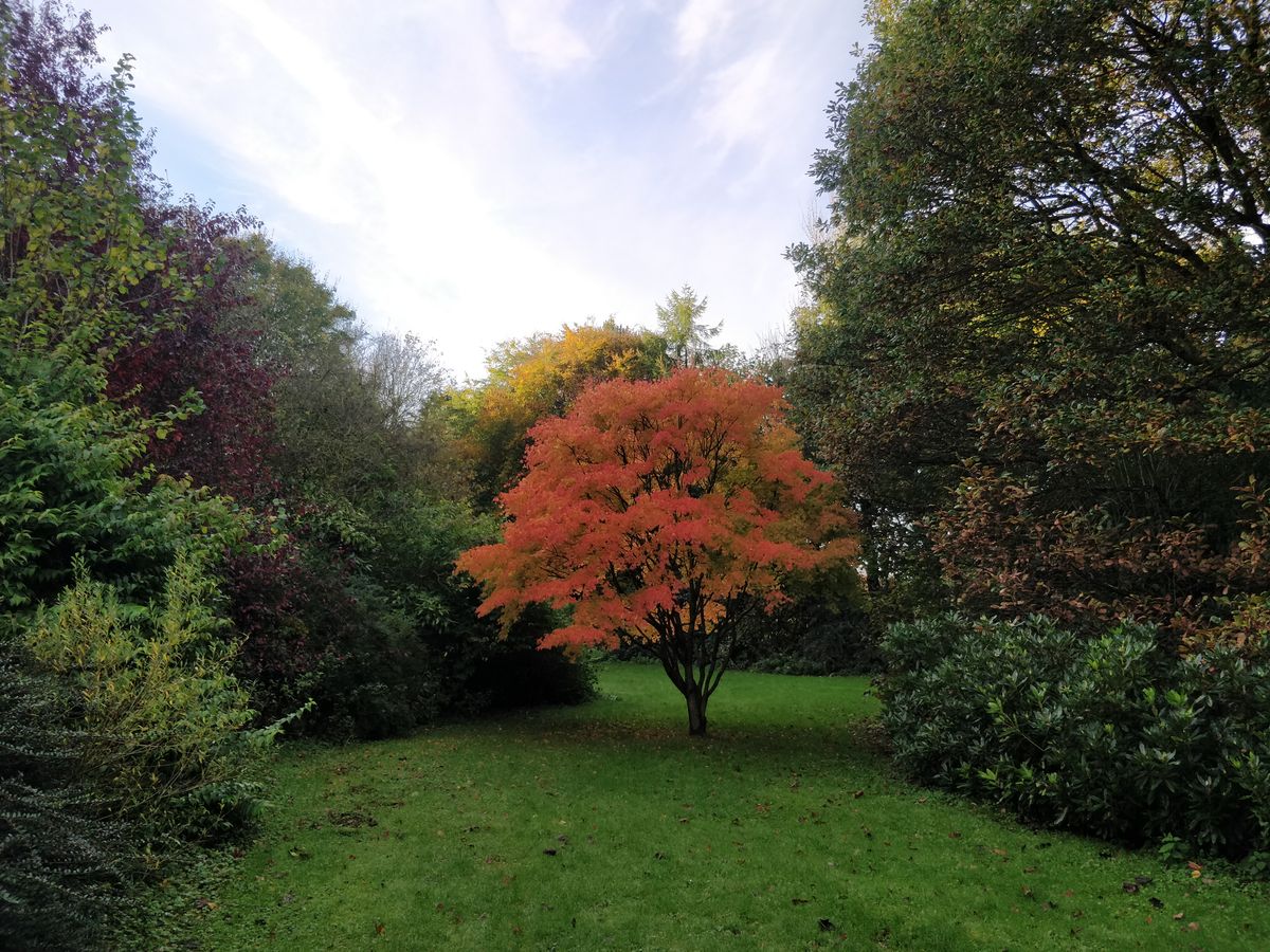 Incredible autumnals