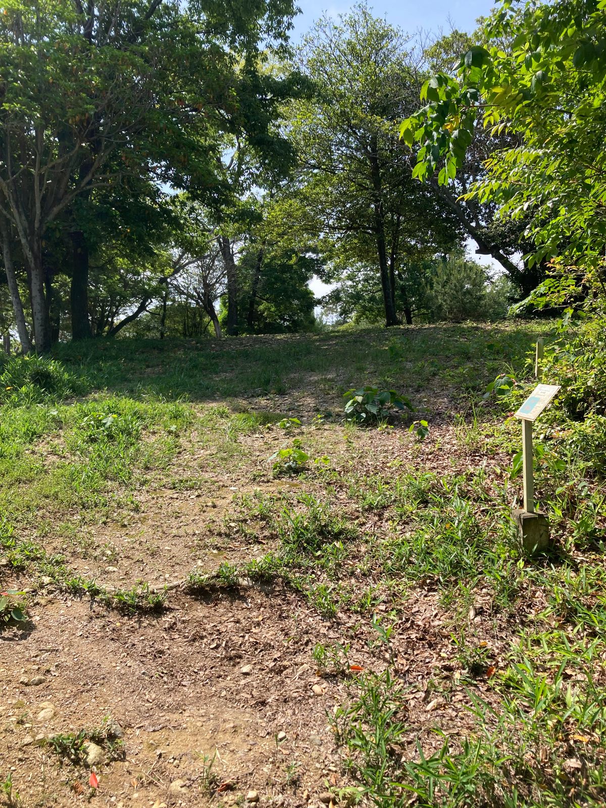 Hole 5 tee for 9 hole course, basket is over crest straight ahead