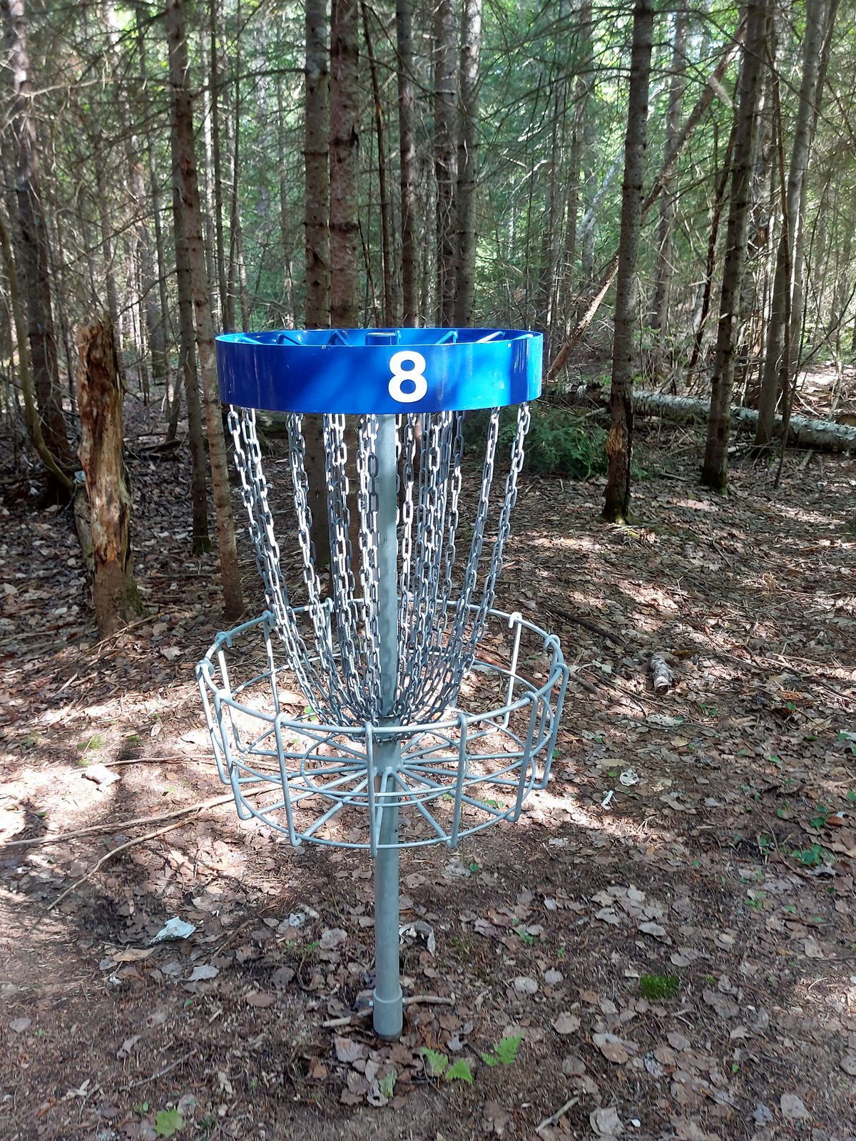 Short putting on hole 8. 🍁🌲🍁🌲🍁🌲